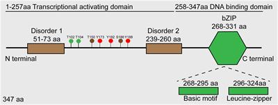 JunB: a paradigm for Jun family in immune response and cancer